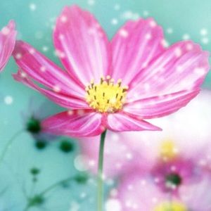 Meet your Posher, Sherry